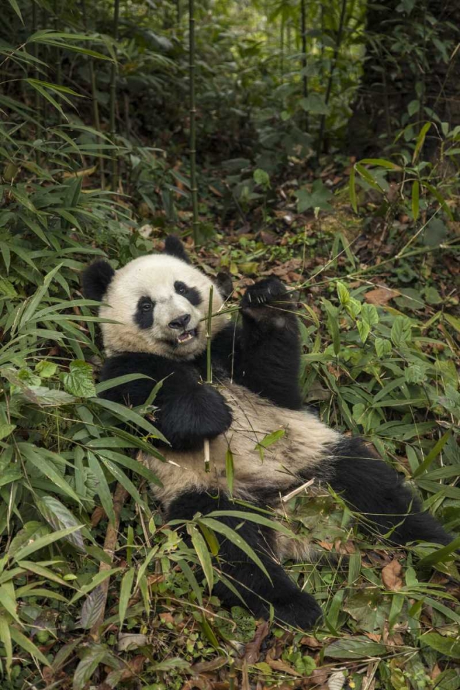China, Chengdu Young giant panda eating